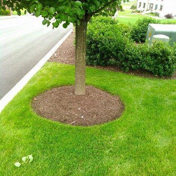Yard Makeover