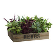 herbs