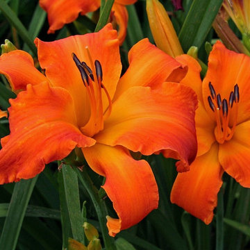 Daylily Primal Scream