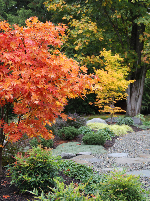 Japanese Maple Garden Houzz