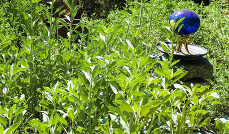 White Sage Shimmers in the Water-Wise Garden