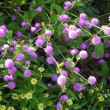Globe Amaranth Plants