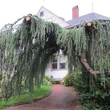 Unusual Plantings