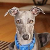Karina Javorek's photo