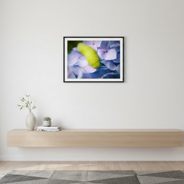 Luna Larva on Hydrangea Floral Botanical Nature Photo Modern Style Wall Art