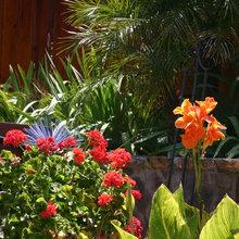 Jazmin's Jungle
