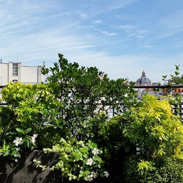 Un jardin sur les toits à St Germain des Prés