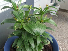 dieffenbachia panther care Dieffenbachia Panther main image 1