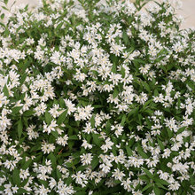 flower bed