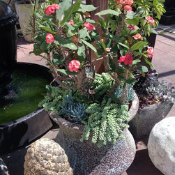Succulent arrangements - Products