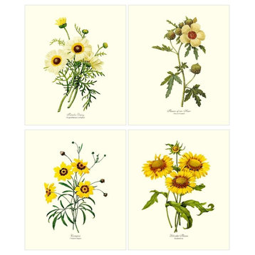 Yellow Flower Botanical Print Set 4 Framed Antique Vintage Illustrations, Prints