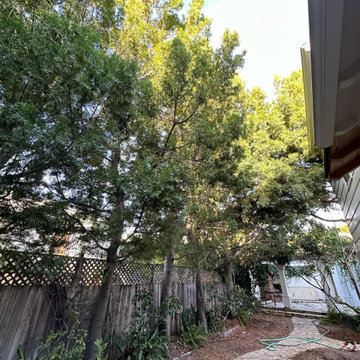 Majestic Tree Care Inc