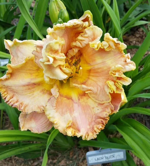 Daylilies not fullly opening is it the weather?