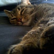 Sarah Driessens's photo