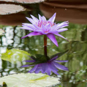 Susan Lovell's photo
