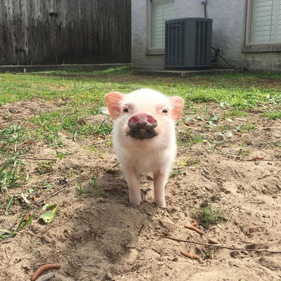 Pet's Place: Hank the Pig
