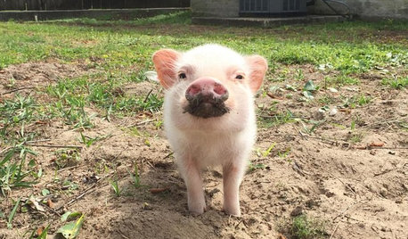 A Pig's Paradise: Hank the Pig Takes it Easy in New Orleans