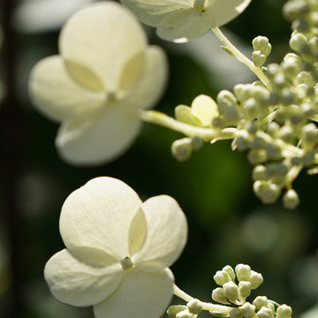 Quickfire Hydrangea in an Urban Woodland Garden
