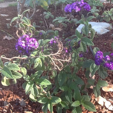 Courtyard Garden