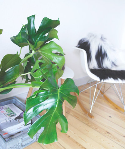 Store stueplanter find den rigtige slags til din stue! Stor stueplante