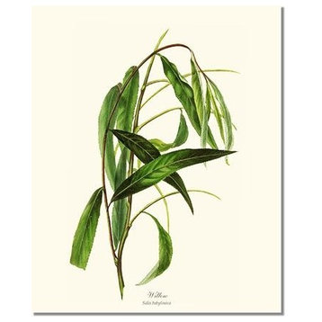Vintage Botanical Tree Leaf Art Print: Willow