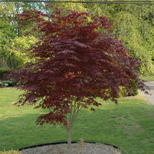 Plants: Trees