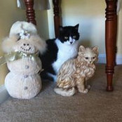 Foto von Cookie Dudgeon