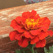 Revital P's photo