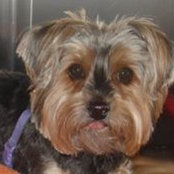 Foto von Tina Wright Maietta