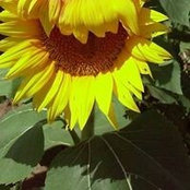 Kathi Harris's photo