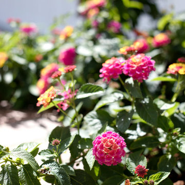 Romantic Garden in the Pacific Palisades, CA