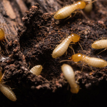 Allied Termite & Pest Control Inc
