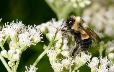 How You Can Help the First Endangered U.S. Bee Species