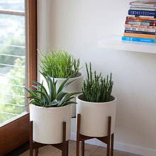 plants