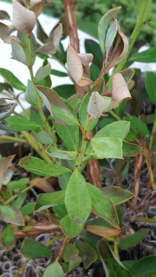 HELP my blueberry bush is dying overnight!