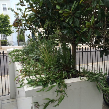 Ladbroke Grove Garden Design Revamp & Planting Design