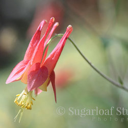 Columbine - Home Decor