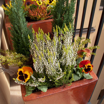 Conifers in containers