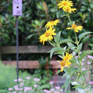 Country Pollinator Garden