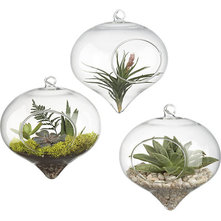 Contemporary Terrariums by CB2