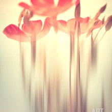 prints