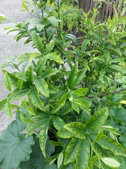 KumQuat yellow leaves