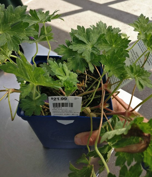 Cost of plants can be crazy