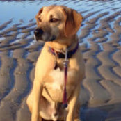 Susan Butler's photo