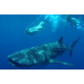 Ioanna Procopiou's photo