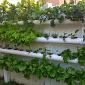 Foto von outdoorhydroponic