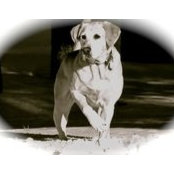 Shawn Boyles's photo