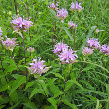 Great Design Plant: Wild Bergamot