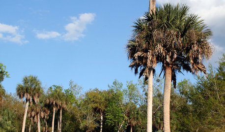 Great Design Plant: Sabal Palm Enchants in Balmy Sites
