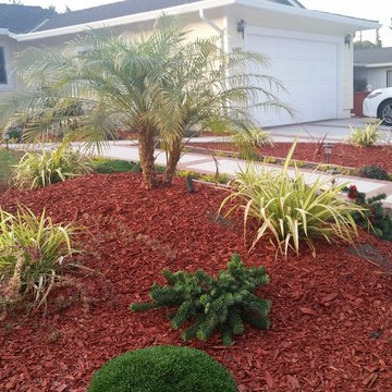 Tropical Look for a Front Yard